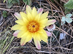 Parodia mammulosa
