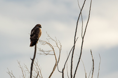 Buteo jamaicensis