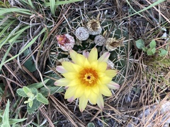Parodia mammulosa