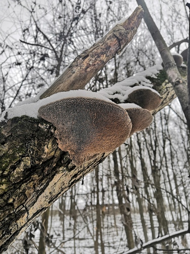 Rauplėtasis vingurėlis nuotrauka