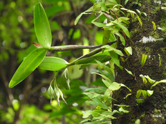 Guarianthe