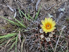 Parodia mammulosa