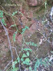Astragalus guatemalensis