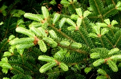 Abies fraseri