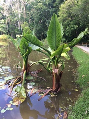 Typhonodorum lindleyanum