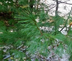 Pinus strobus