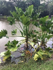 Thaumatophyllum paludicola