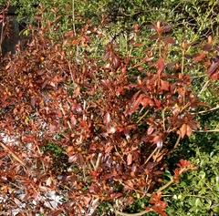 Rhododendron ponticum