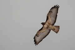 Buteo jamaicensis