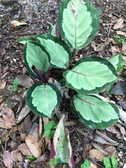 Goeppertia roseopicta