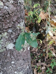 Quercus polymorpha