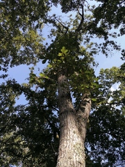 Quercus polymorpha