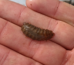 Lepidonotus squamatus