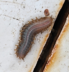 Lepidonotus squamatus