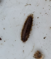 Lepidonotus squamatus