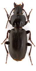 Pterostichus luctuosus
