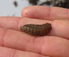 Lepidonotus squamatus