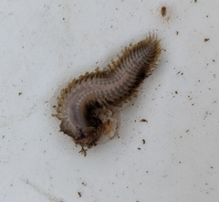 Lepidonotus squamatus