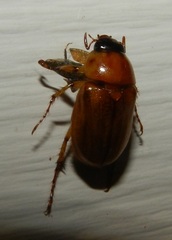 Cyclocephala borealis