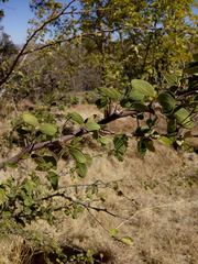 Pithecellobium dulce