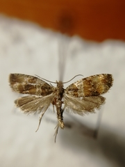 Celypha flavipalpana