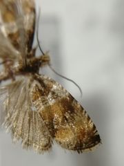 Celypha flavipalpana