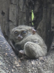 Tarsius spectrumgurskyae