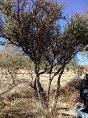 Vachellia schaffneri