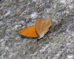 Cirrochroa tyche mithila