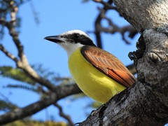 Pitangus sulphuratus