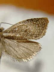 Clepsis rogana
