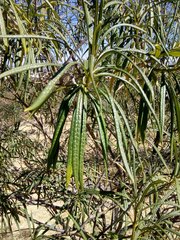 Cascabela thevetioides