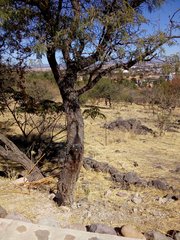 Prosopis laevigata
