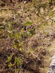 Vachellia farnesiana