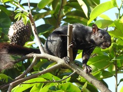 Sciurus aureogaster