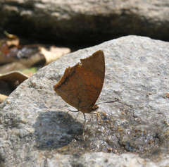 Charaxes bernardus hierax