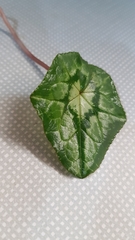 Cyclamen