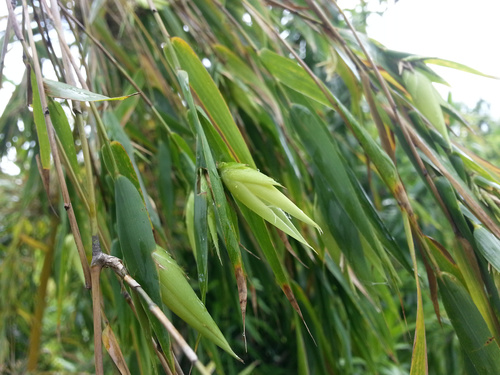 Valiha diffusa (Valiha diffusa)