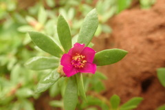 Portulaca amilis
