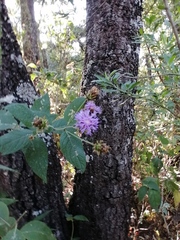 Vernonia alamanii