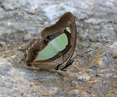 Polyura arja