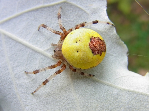 Marbled Orbweaver photo 3