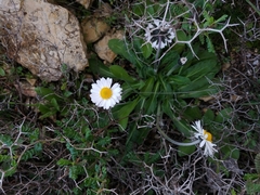 Bellis sylvestris