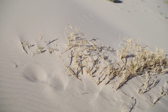 Swallenia alexandrae