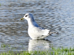 Larus canus