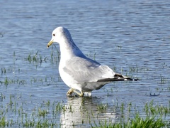 Larus canus