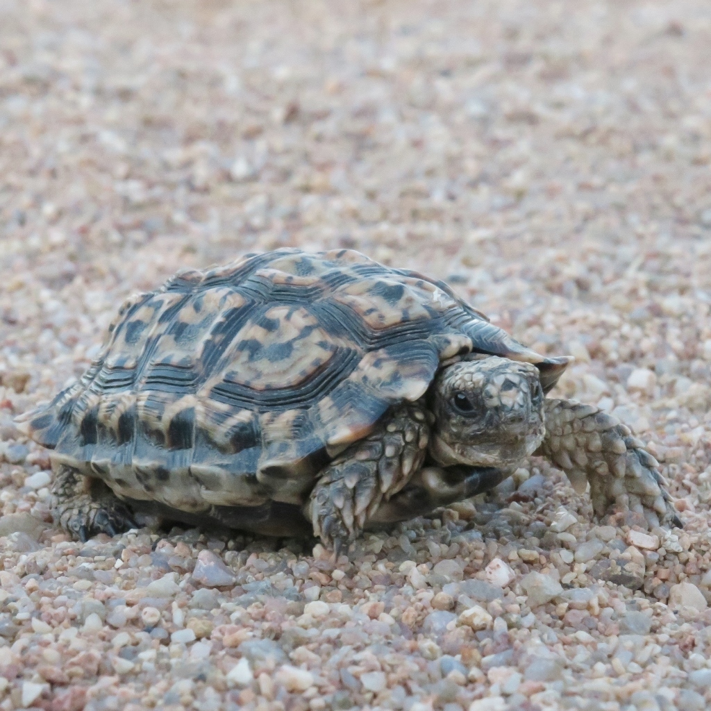 シモフリヒラセリクガメ