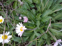 Bellis sylvestris
