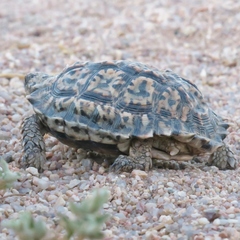 Chersobius signatus