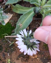 Bellis sylvestris